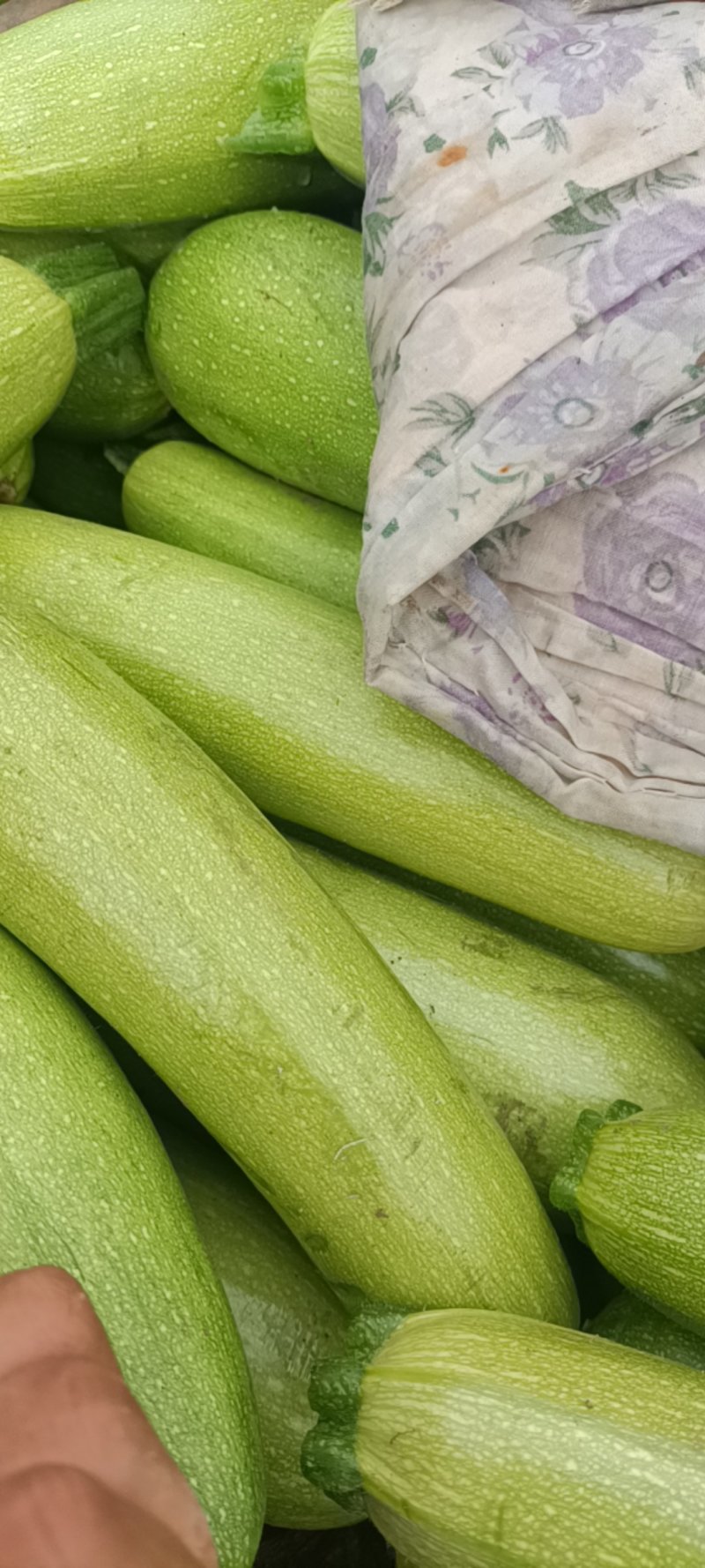 精品西葫芦