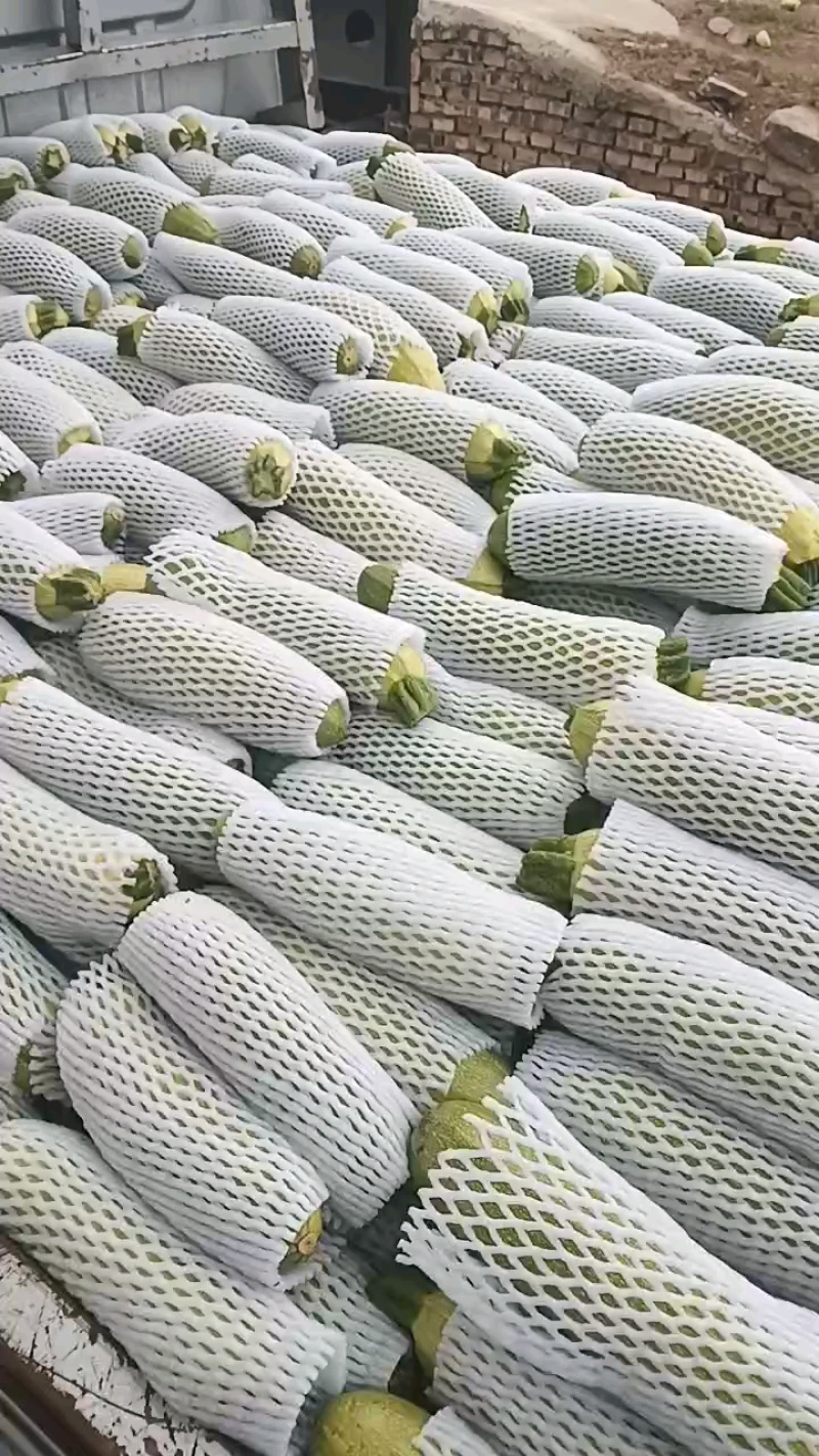 精品西葫芦