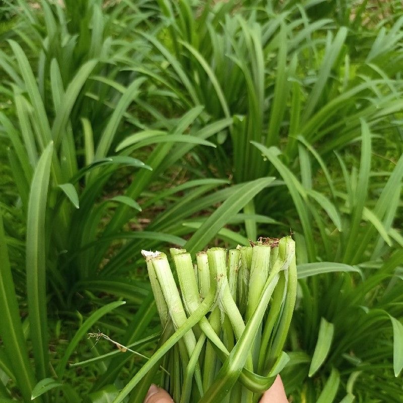 大叶韭菜河南韭菜大量供应全国发货欢迎来电咨询