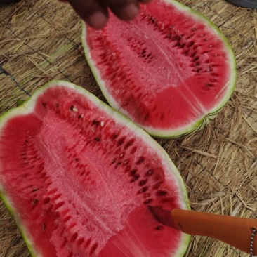 宁夏石头硒砂瓜精品西瓜货量春足欢迎各位老板预订联系我