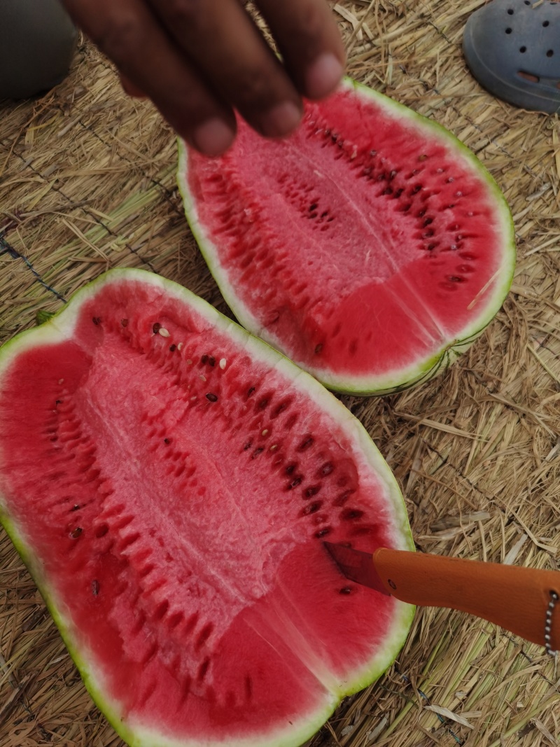 宁夏石头硒砂瓜精品西瓜货量春足欢迎各位老板预订联系我