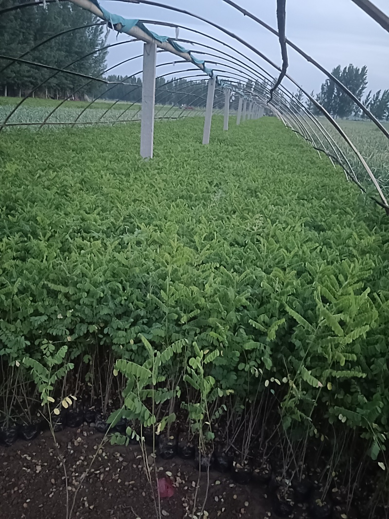 营养杯体紫穗槐苗/基地直发/对接全国采购商