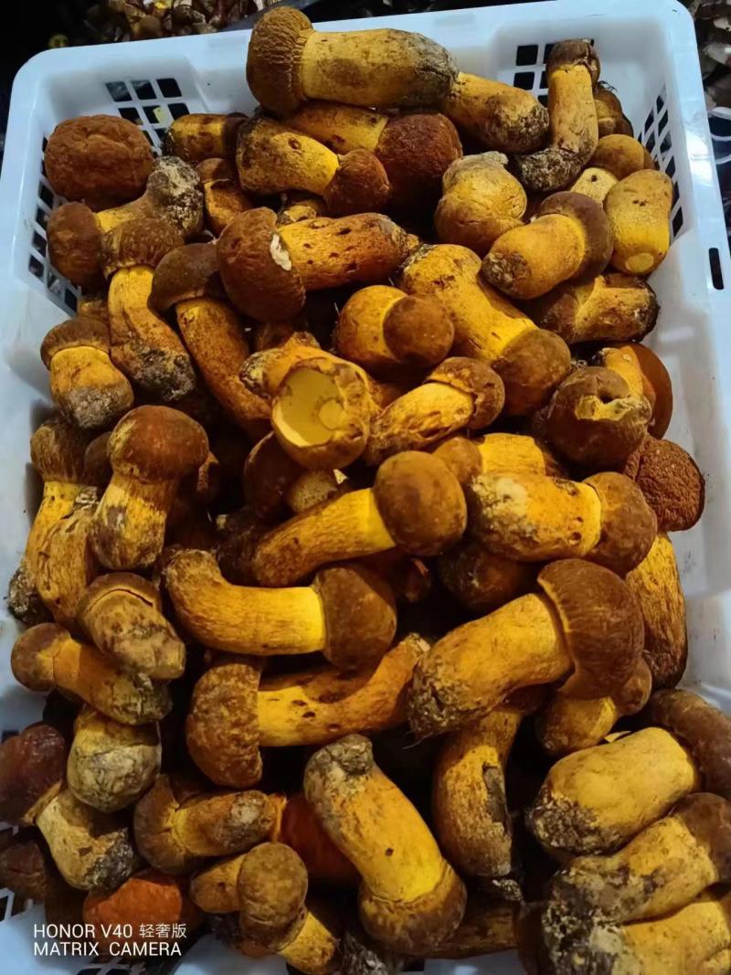 野生美味牛肝菌黑牛肝菌