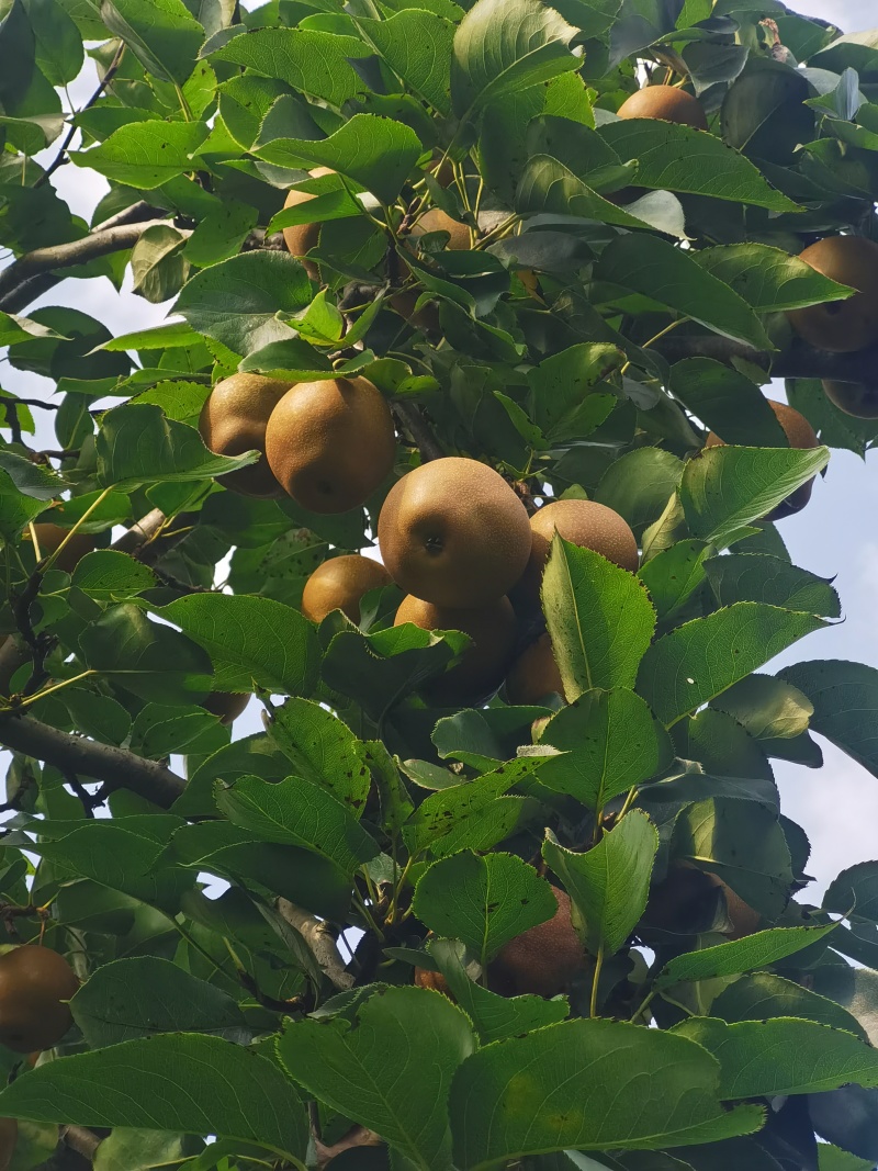 现采黄花梨