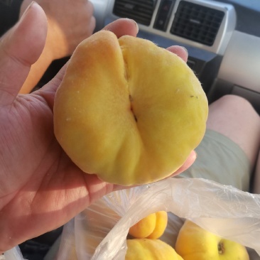 黄毛蟠
