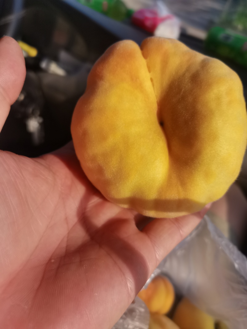黄毛蟠
