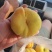 黄毛蟠