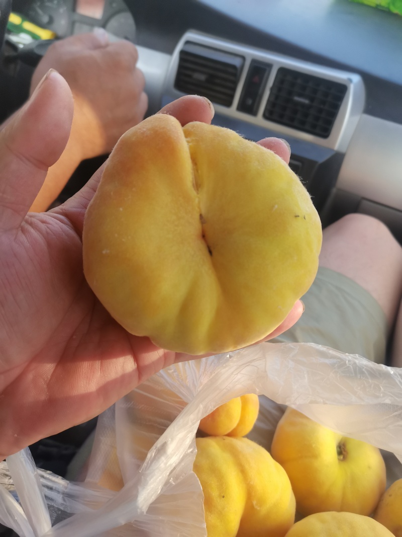 黄毛蟠