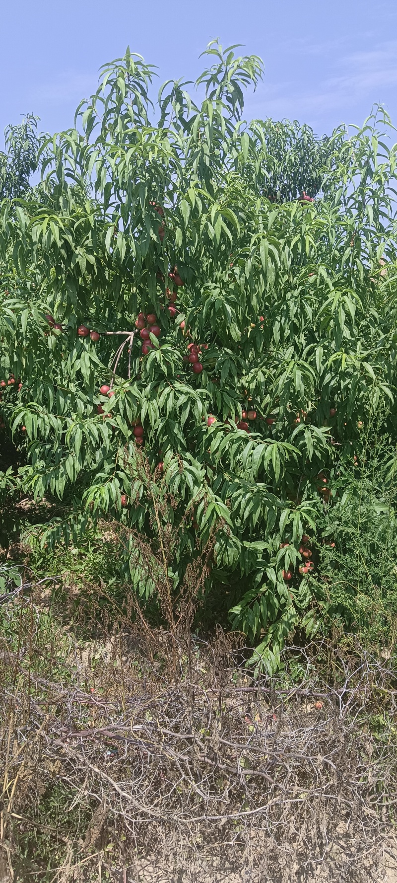 珍珠枣山西省临汾市珍珠枣油桃大量上市中！珍珠枣山西省临汾