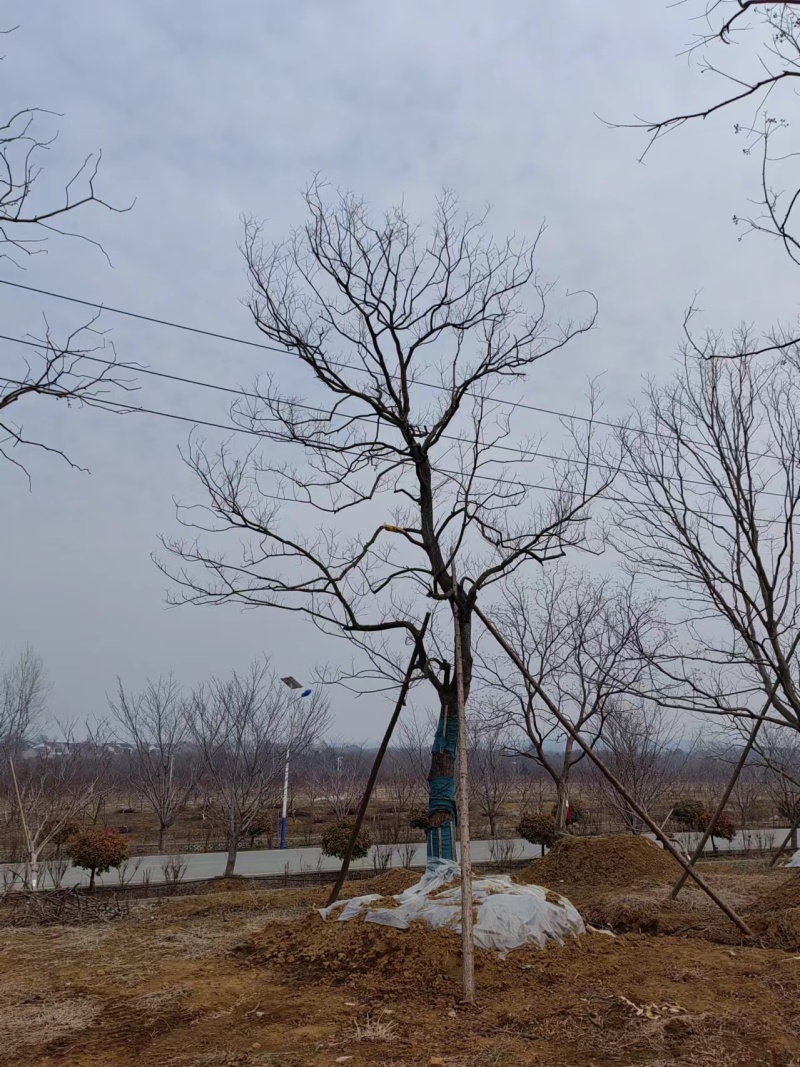 假植乌桕，造型乌桕，斜飘乌桕，从生乌桕，大量供应