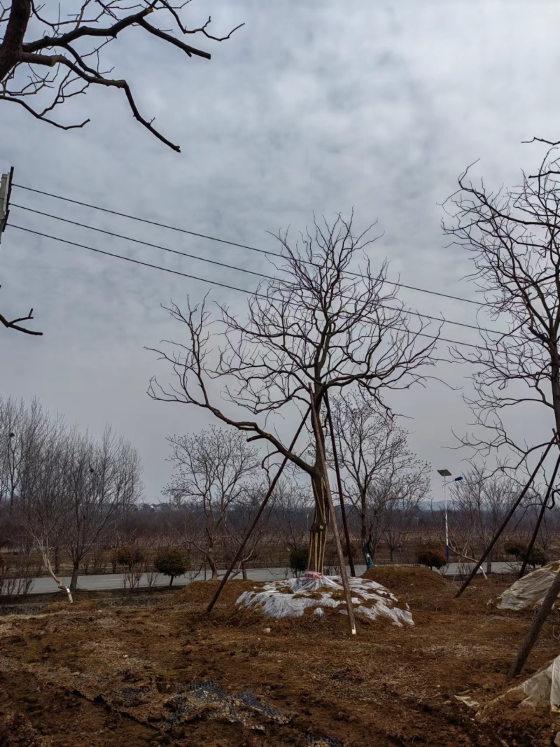 假植乌桕，造型乌桕，斜飘乌桕，从生乌桕，大量供应