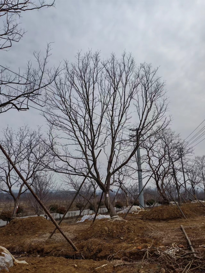 假植乌桕，造型乌桕，斜飘乌桕，从生乌桕，大量供应