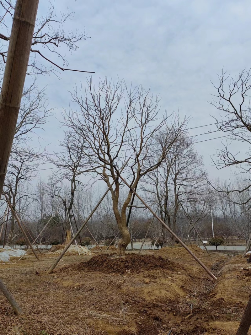 假植乌桕，造型乌桕，斜飘乌桕，从生乌桕，大量供应