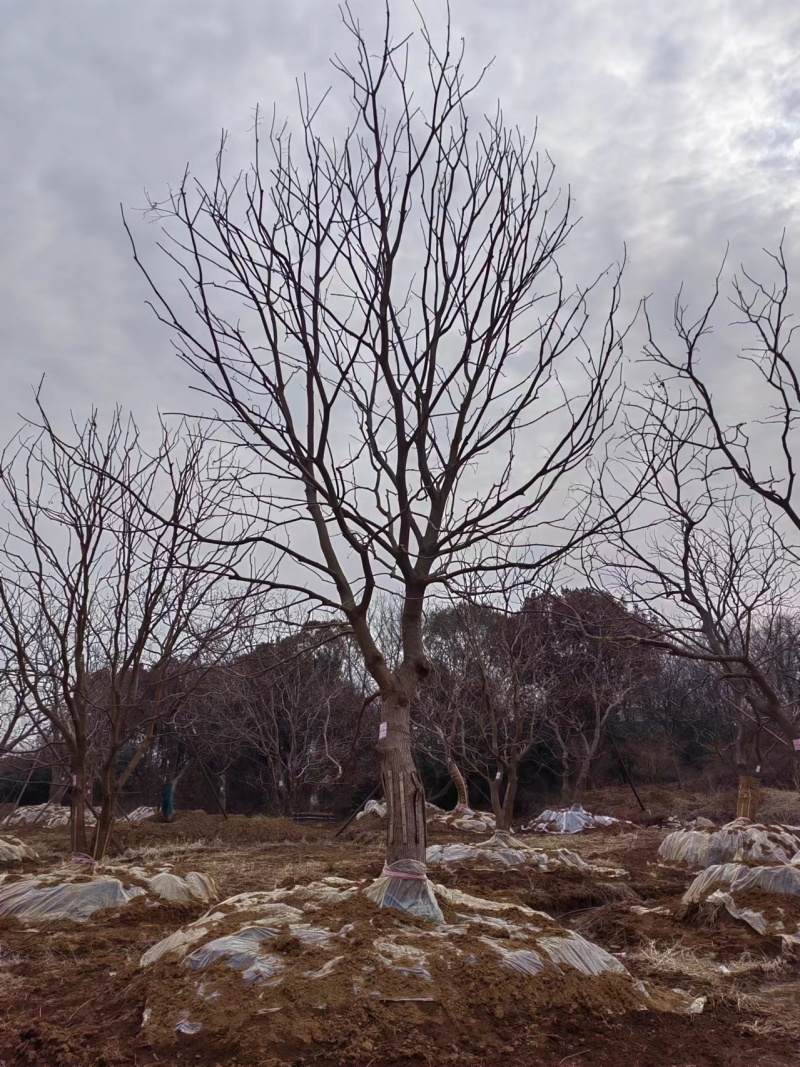 假植乌桕，造型乌桕，斜飘乌桕，从生乌桕，大量供应