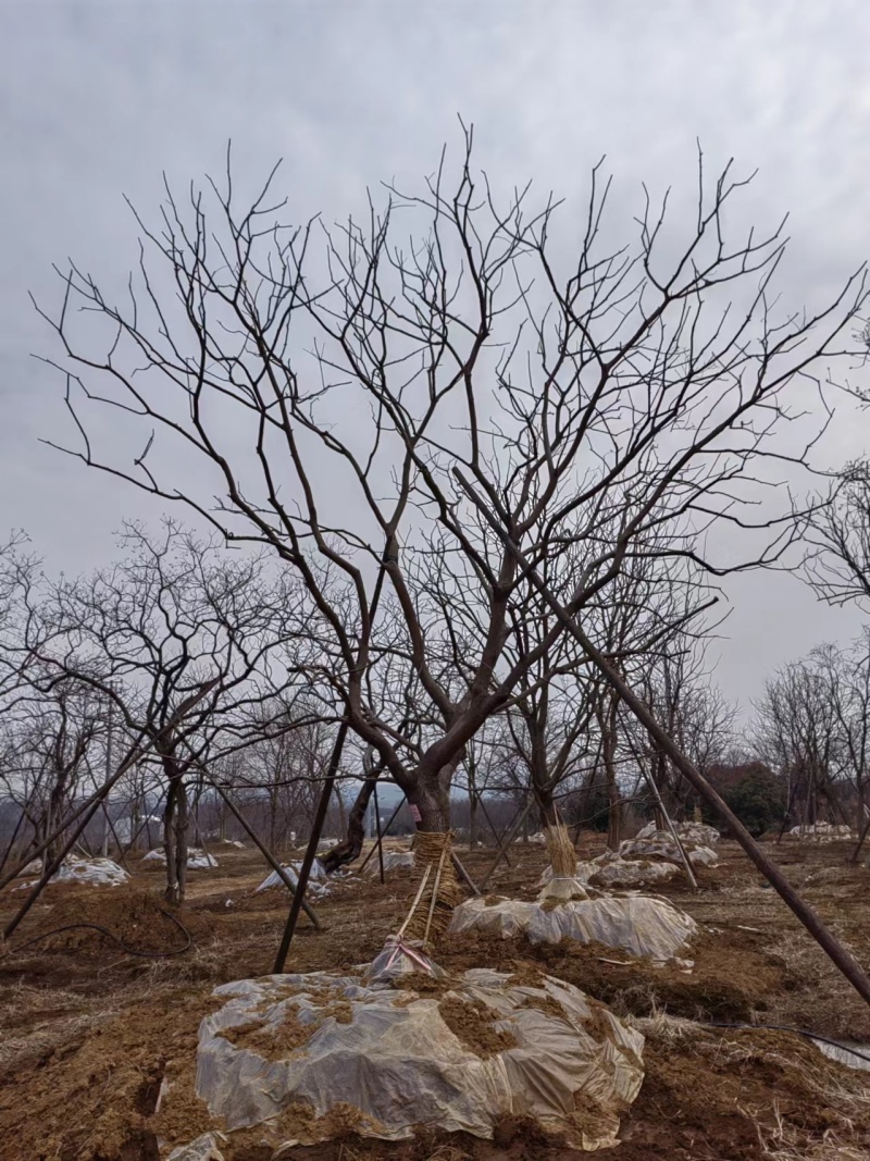 假植乌桕，造型乌桕，斜飘乌桕，从生乌桕，大量供应