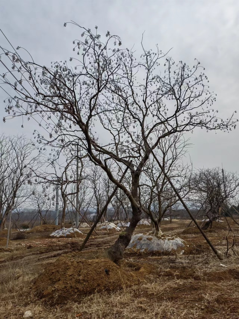 假植乌桕，造型乌桕，斜飘乌桕，从生乌桕，大量供应