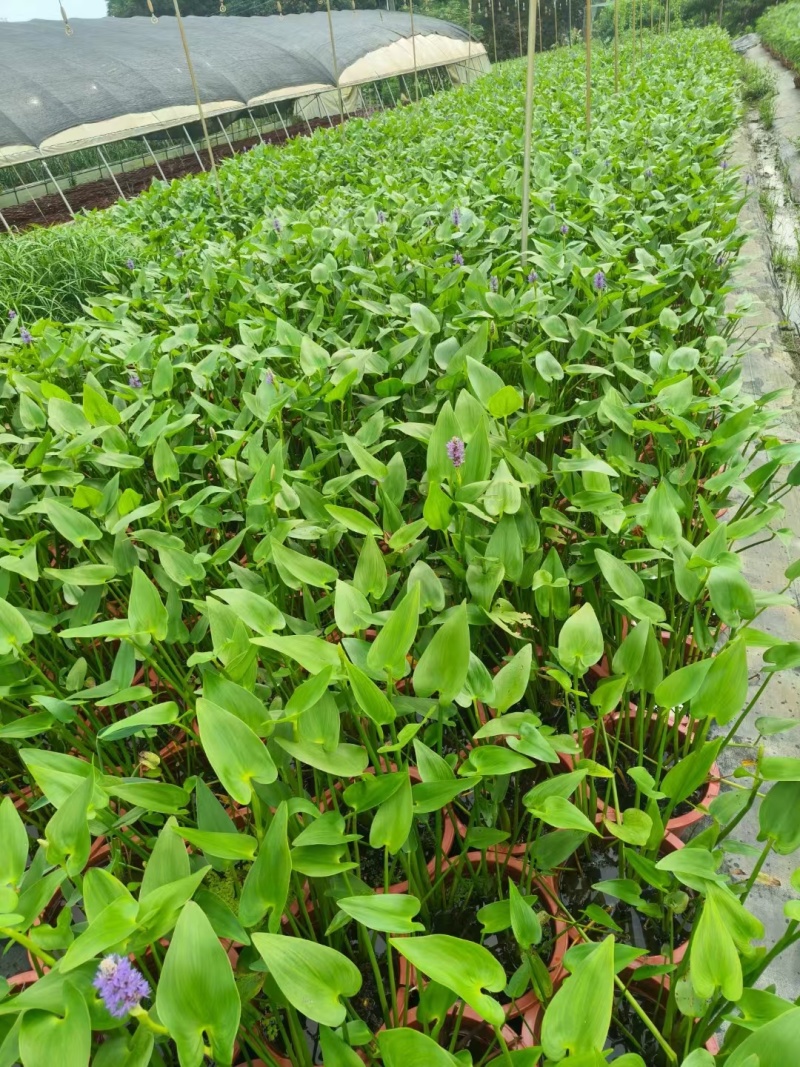 水生植物观花植物:梭鱼草30盆，量大价优欢迎订购