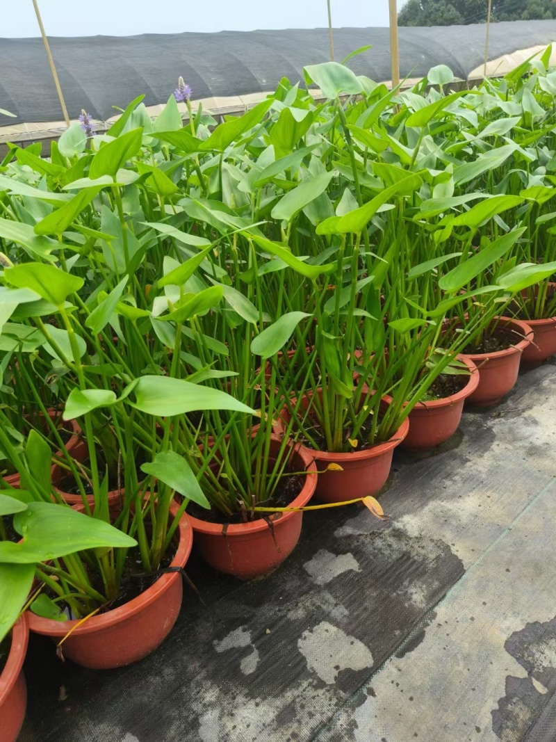 水生植物观花植物:梭鱼草30盆，量大价优欢迎订购