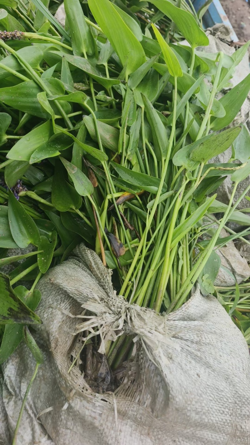 水生植物观花植物:梭鱼草30盆，量大价优欢迎订购