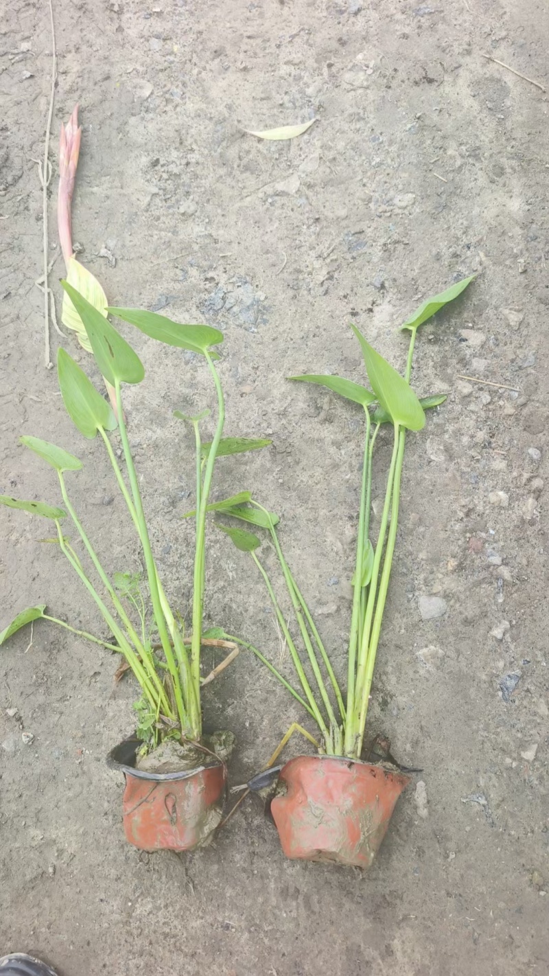 水生植物观花植物:梭鱼草30盆，量大价优欢迎订购