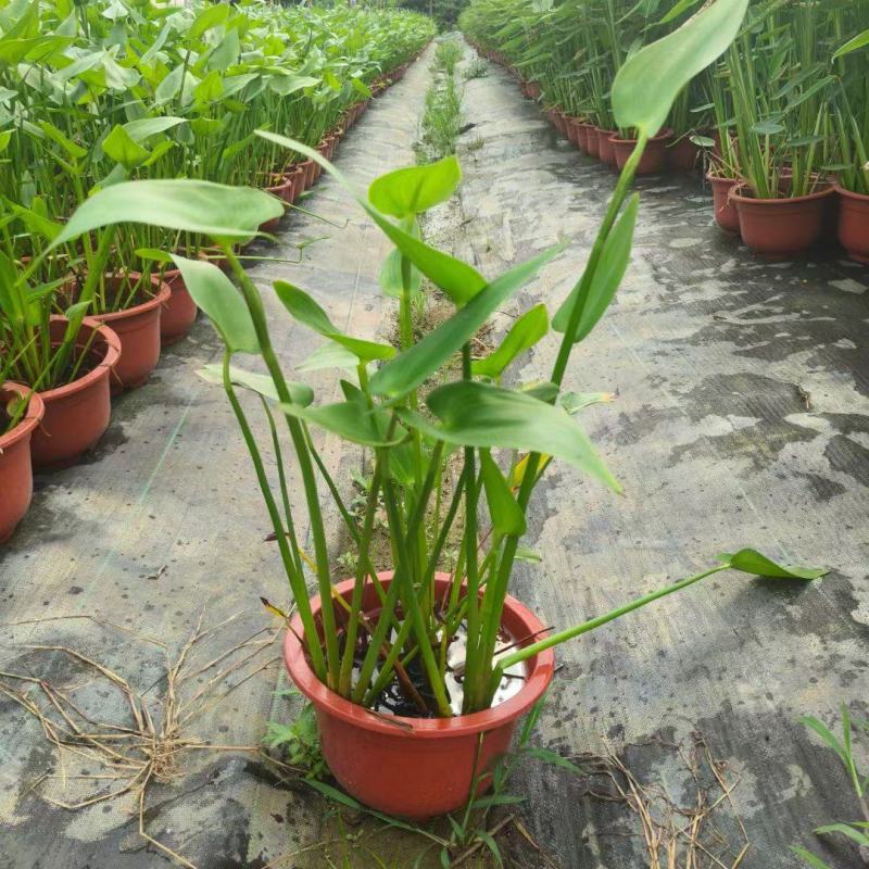 水生植物观花植物:梭鱼草30盆，量大价优欢迎订购
