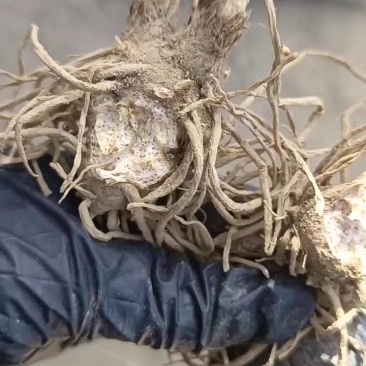 苍术种苗条形朱砂点二年苗
