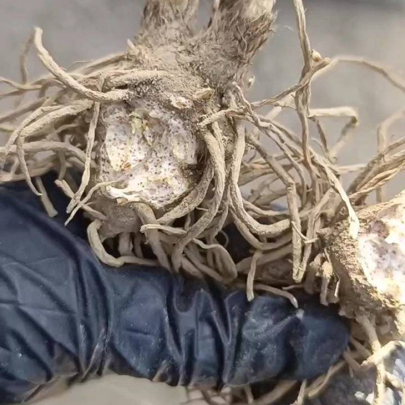 苍术种苗条形朱砂点二年苗