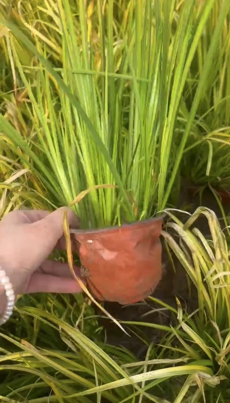 地被植物观草金线石菖蒲规格120杯，量大价优欢迎合作。