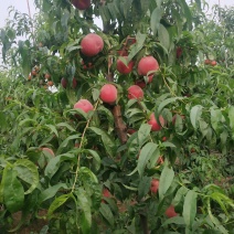 桃树苗基地起发，春丽，玉妃，秋彤，油蟠桃，早熟甜黄桃基地