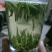 供应恩施贡芽茶。明前茶春茶新茶硒茶贡芽茶，贡茶