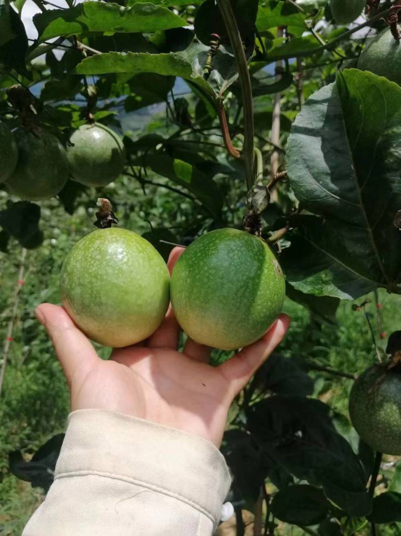 云南黄金百香果大量上市
