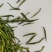 供应恩施贡芽茶。明前茶春茶新茶硒茶贡芽茶，贡茶