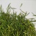 供应恩施贡芽茶。明前茶春茶新茶硒茶贡芽茶，贡茶