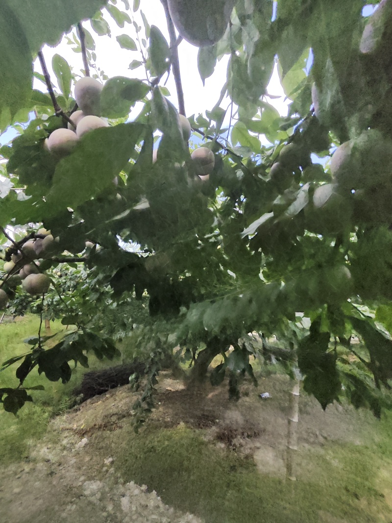 福建宁德，芙蓉李大量上市产地一手货源量大价优欢迎随时联系