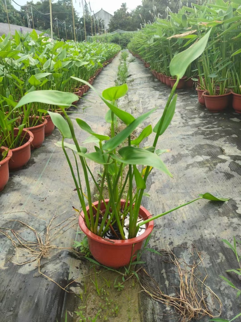 水生植物观花植物:梭鱼草30盆，量大价优欢迎订购