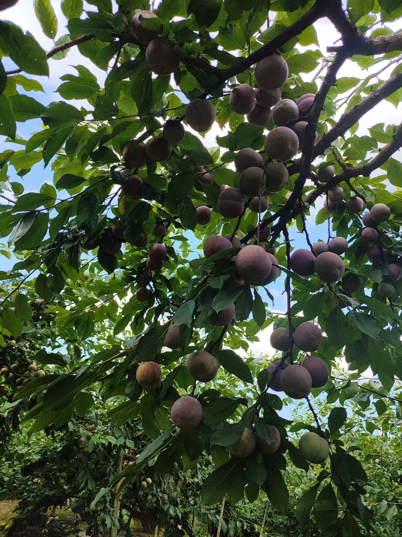 福建宁德，芙蓉李大量上市产地一手货源量大价优欢迎随时联系
