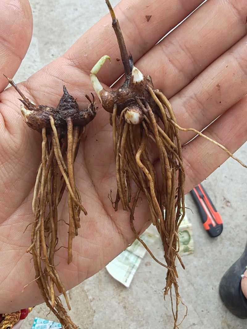 苍术种苗条形朱砂点二年苗