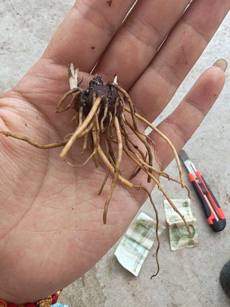 苍术种苗条形朱砂点二年苗