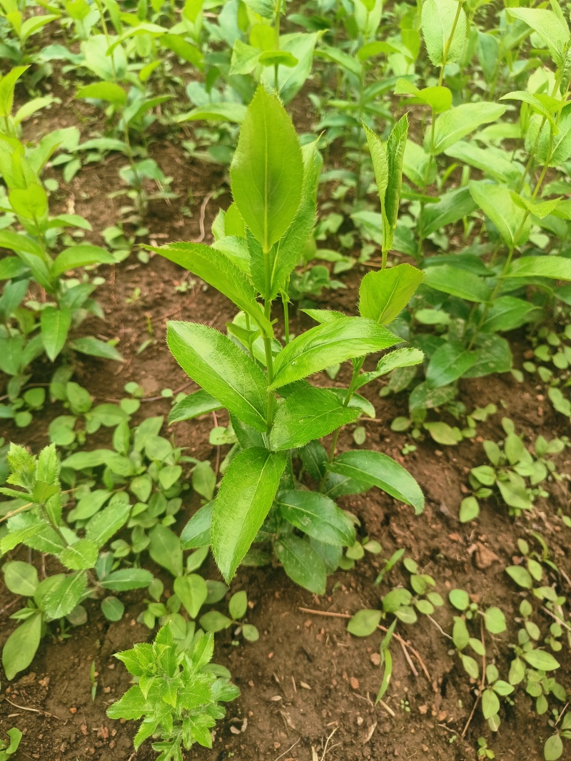 苍术种苗条形朱砂点二年苗