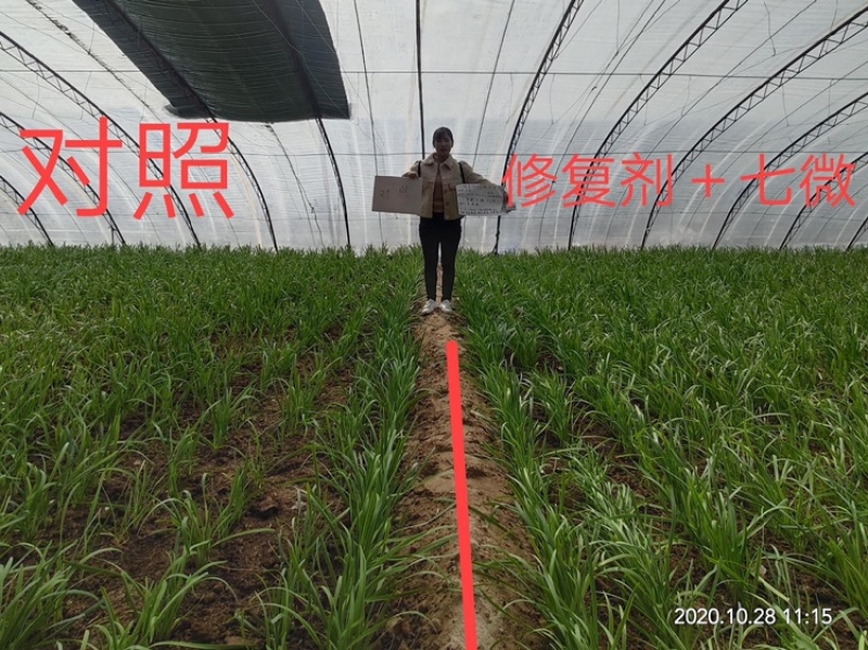 7微快速补充铜铁锰锌硼钼钴七种微量元素促根抗逆促花坐果