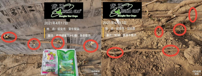 7微快速补充铜铁锰锌硼钼钴七种微量元素促根抗逆促花坐果