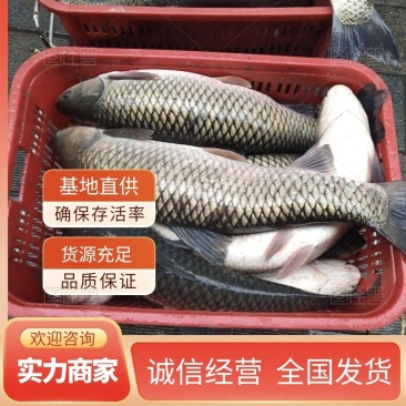 云南草鱼水库养殖提供装卸运输确保存活率量大价优欢迎咨询