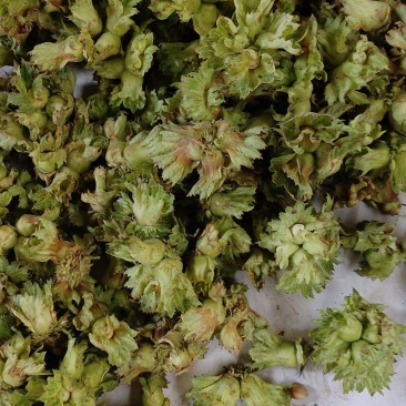 达维大果榛子