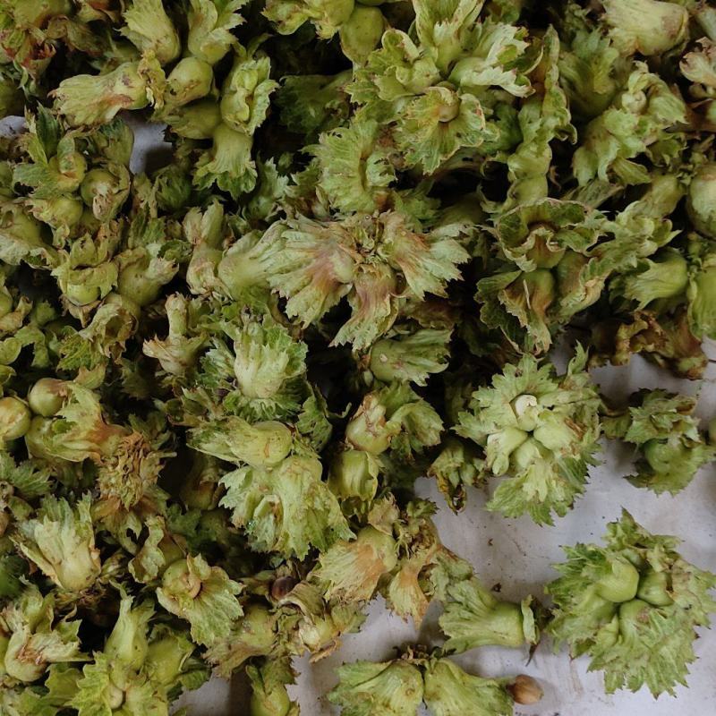 达维大果榛子