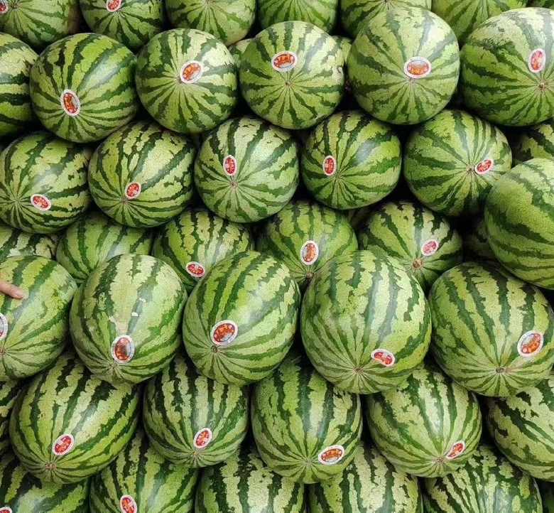 麒麟西瓜与京新西瓜外形对比