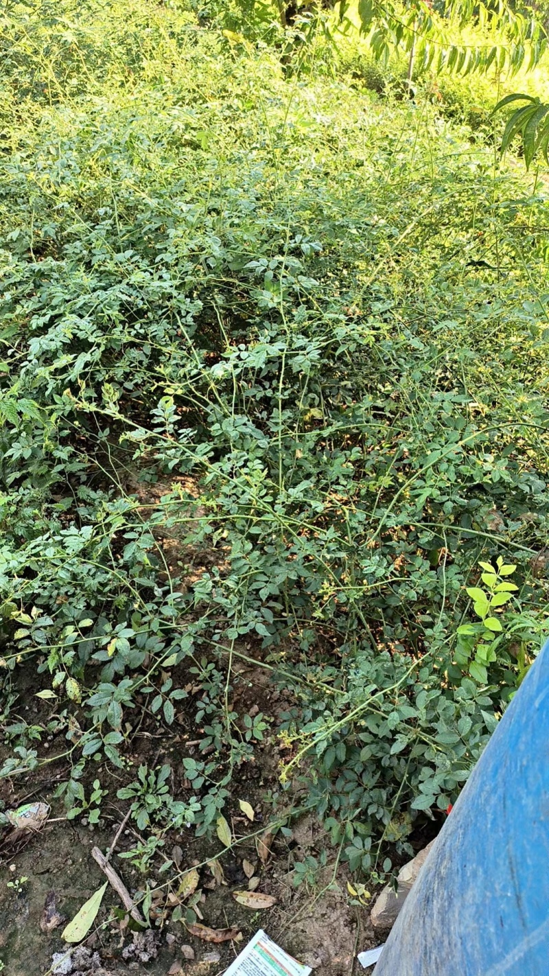 蔷薇花价格，泰安蔷薇花基地，蔷薇花苗批发视频看货
