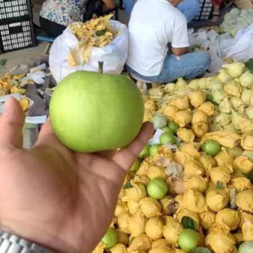 精品皇冠梨口感细腻果面干净量大从优欢迎选购
