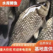 黄金鲫鱼水库养殖基地直供提供装卸运营确保存活率量大价