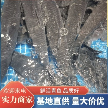云南鲜活青鱼水库养殖基地直供品质好量大价优欢迎咨询