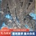 云南鲜活青鱼水库养殖基地直供品质好量大价优欢迎咨询